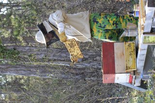Martin Wittner bei der Imkerei